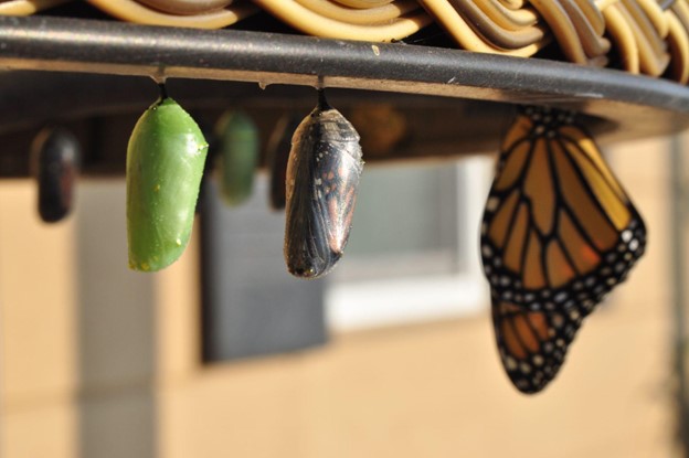 the metamorphosis of a butterfly which symbolizes life changes