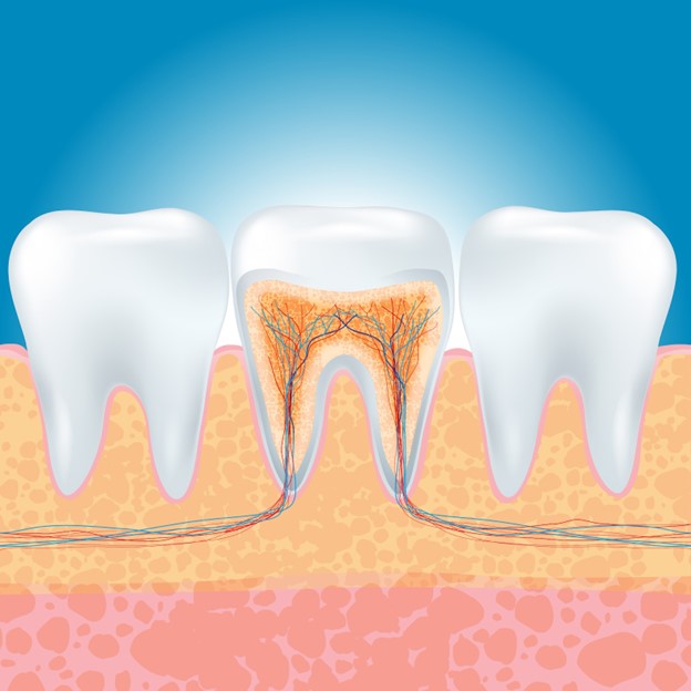 A cross-sectional illustration of teeth, displaying where root canals are inside of a tooth.